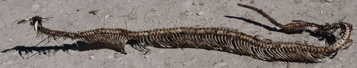 Snake Skeleton