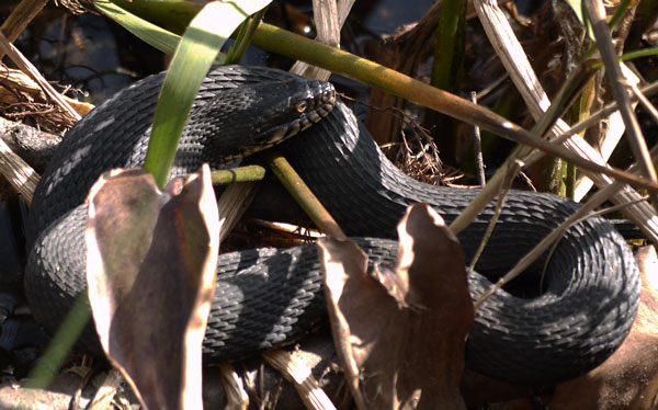 Southern Banded Water Snake