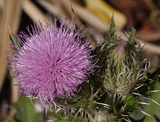 Thistle Flower