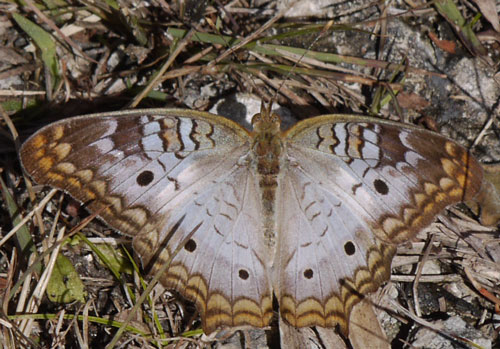 White Peacock Butterfly