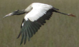 Wood Stork Flying