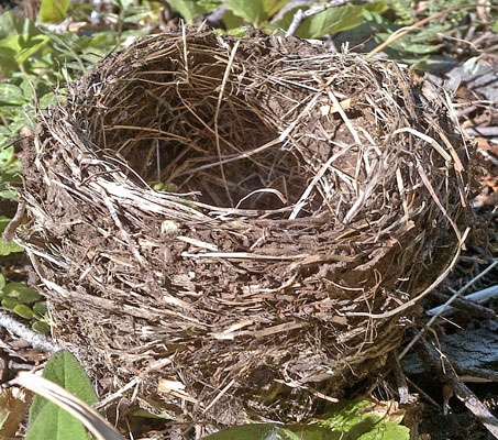 Bird Nest