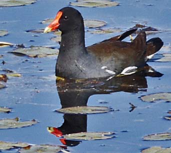 Common Moorhen