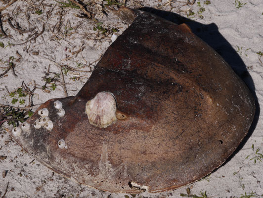 Horseshoe Crab