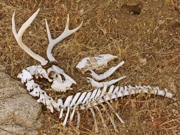 deer island skull and bones