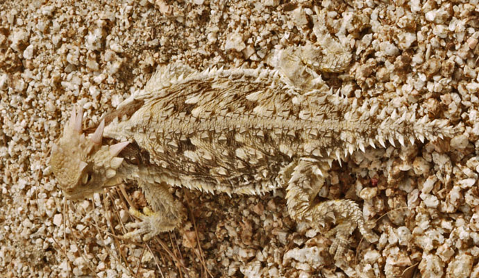 Horned Lizard