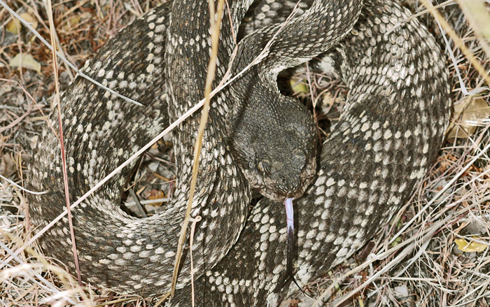 Rattlesnake