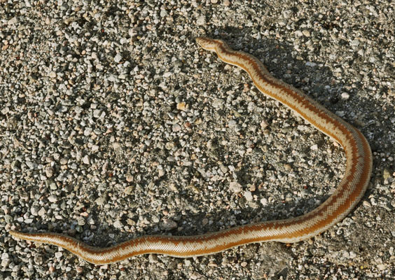 Rosy Boa