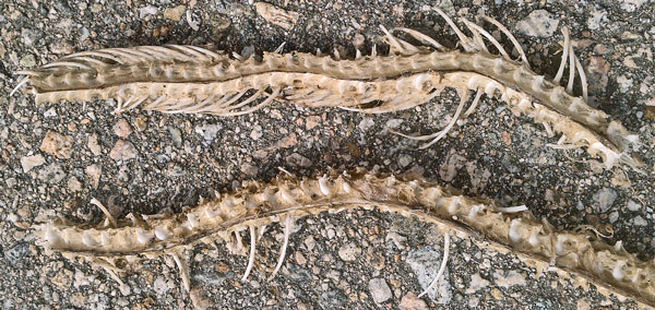 Rosy Boa