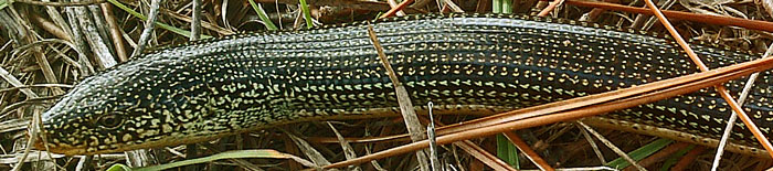 Eastern Glass Lizard