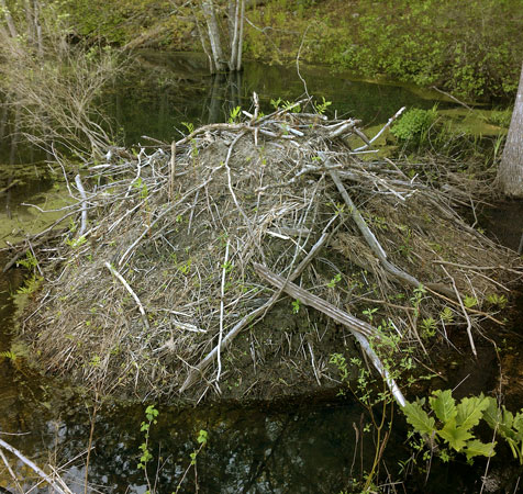 Beaver Lodge