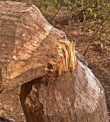 Beaver Felled Tree