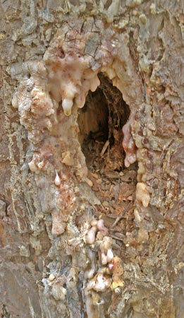 Sap Protected Woodpecker Nest