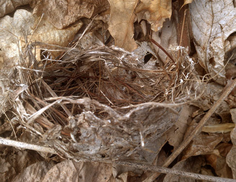 Bird Nest