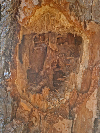 Woodpecker Hole