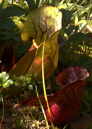 Pitcher Plant