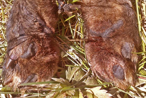 Red Fox Front Paws