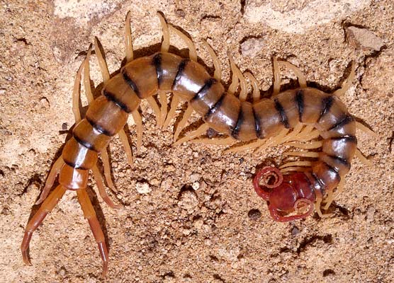 Centipede