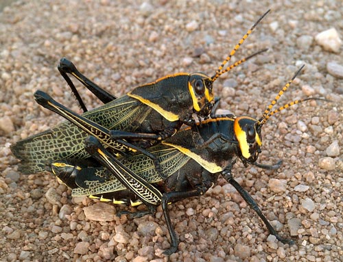 Grasshoppers