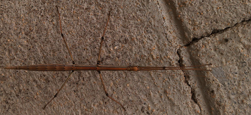 Stick Bug