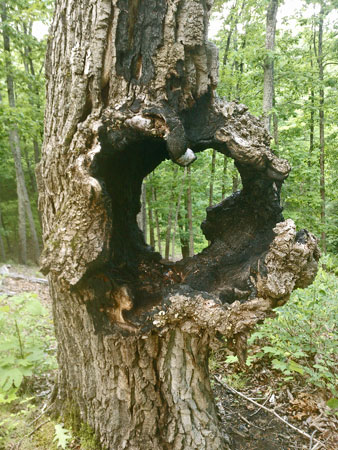 Hollow Tree?