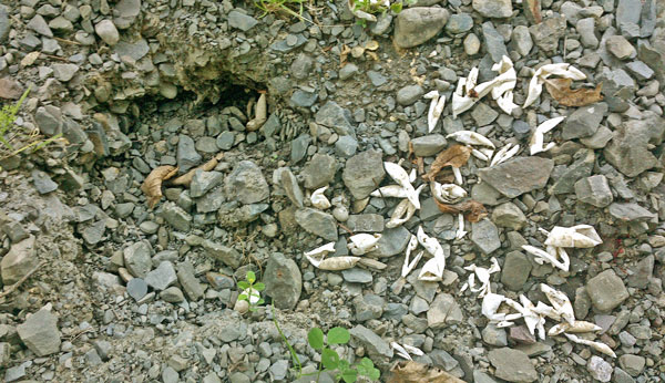 Hatched Turtle Nest