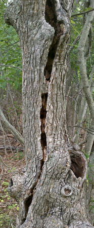 Lightning Tree