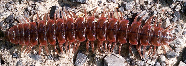 Millipede