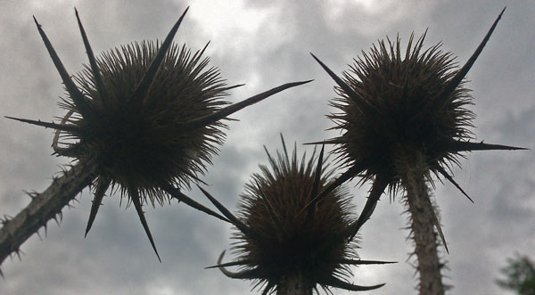 Seed Pods