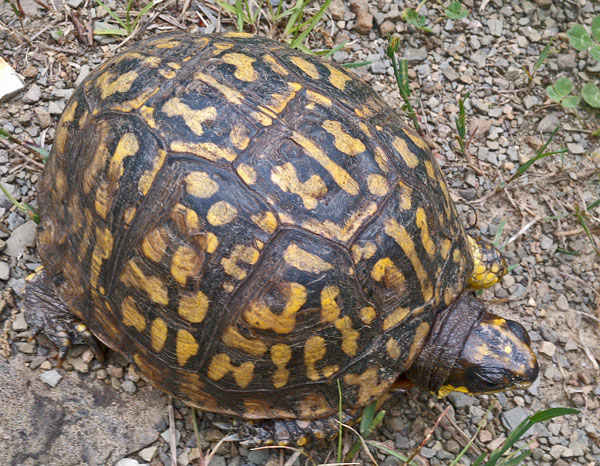 Box Turtle