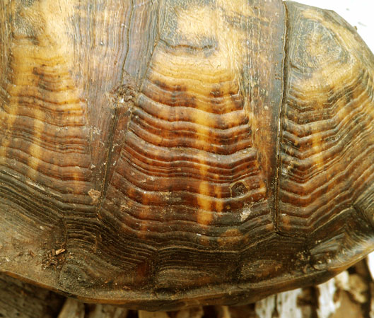 Box Turtle Scutes