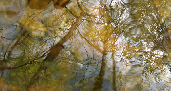 Trees and Sky Reflect on Rippling Water