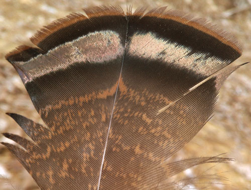 Turkey Feather with Copper Sheen