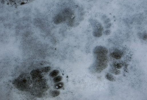 Bear Sow and Cub Foot Prints