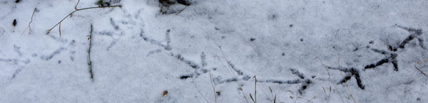 Bird Tracks in Snow
