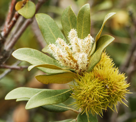 Flower, Gall