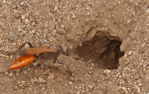 Hornet Digging