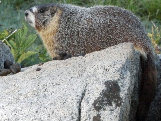 Yellow Bellied Marmot