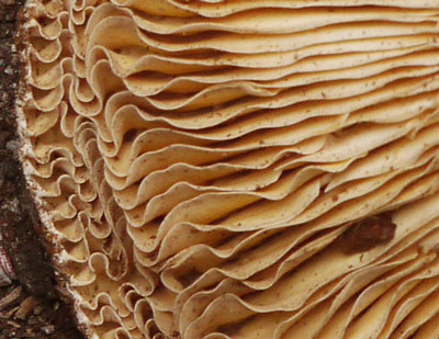 Mushroom Gills