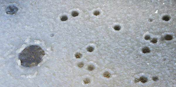 Snow Melt Droplet Impact Craters in Ice Slop on Puddle