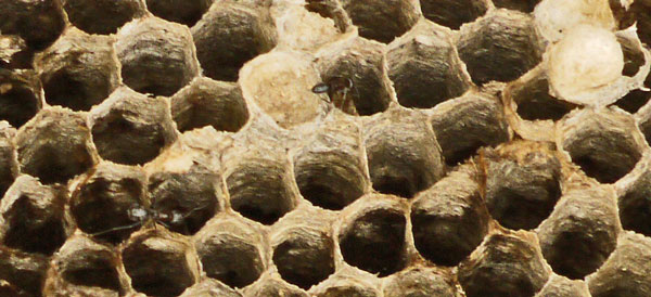 Hornet Paper Comb, Ants
