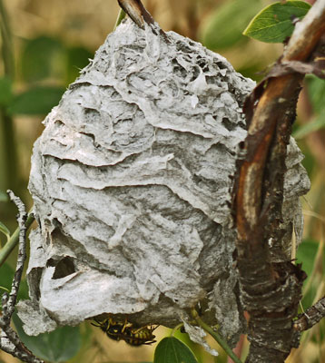 Paper Wasp Nest