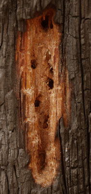 Woodpecker Opened Bug Tunnels in Burnt Tree