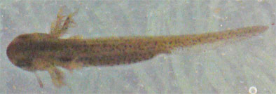 Tadpole, external gills when very young