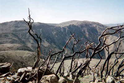 Chapparal burnt in Pine Fire.  Pioneer Mail and old highway trail section in background. Taken from north of Garnet Peak.