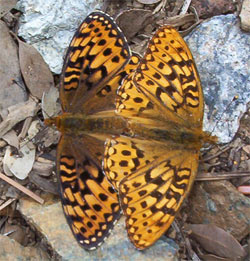 Coronis Fritillary Butterflys Speyeria coronis Mating, Oregon