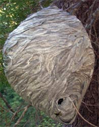 Hornet's Nest, Oregon