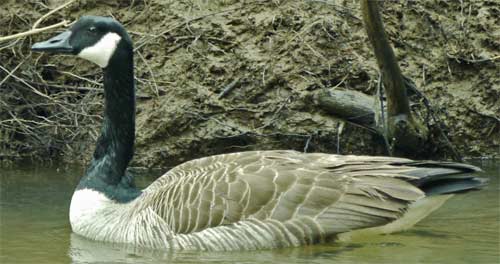 Canadian Goose, Chatahoochie River, Marietta, Georgia