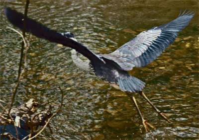 Great Blue Heron, Rottenwood Creek, Marietta, Georgia