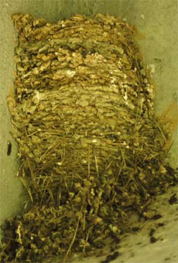 Barn Swallow Nest, Georgia